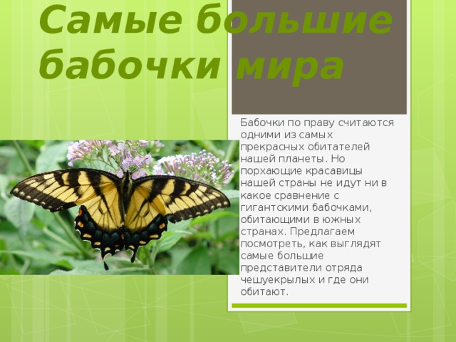 Самые большие бабочки мира Бабочки по праву считаются одними из самых прекрасных обитателей нашей планеты. Но порхающие красавицы нашей страны не идут ни в какое сравнение с гигантскими бабочками, обитающими в южных странах. Предлагаем посмотреть, как выглядят самые большие представители отряда чешуекрылых и где они обитают. 