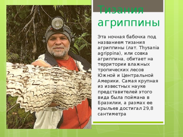 Тизания агриппины Эта ночная бабочка под названием тизания агриппины (лат. Thysania agrippina), или совка агриппина, обитает на территории влажных тропических лесов Южной и Центральной Америки. Самая крупная из известных науке представителей этого вида была поймана в Бразилии, а размах ее крыльев достигал 29,8 сантиметра 