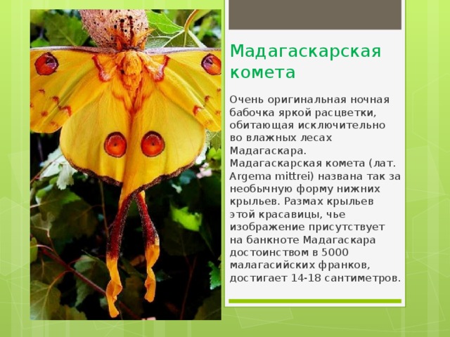 Мадагаскарская комета Очень оригинальная ночная бабочка яркой расцветки, обитающая исключительно во влажных лесах Мадагаскара. Мадагаскарская комета (лат. Argema mittrei) названа так за необычную форму нижних крыльев. Размах крыльев этой красавицы, чье изображение присутствует на банкноте Мадагаскара достоинством в 5000 малагасийских франков, достигает 14-18 сантиметров. 