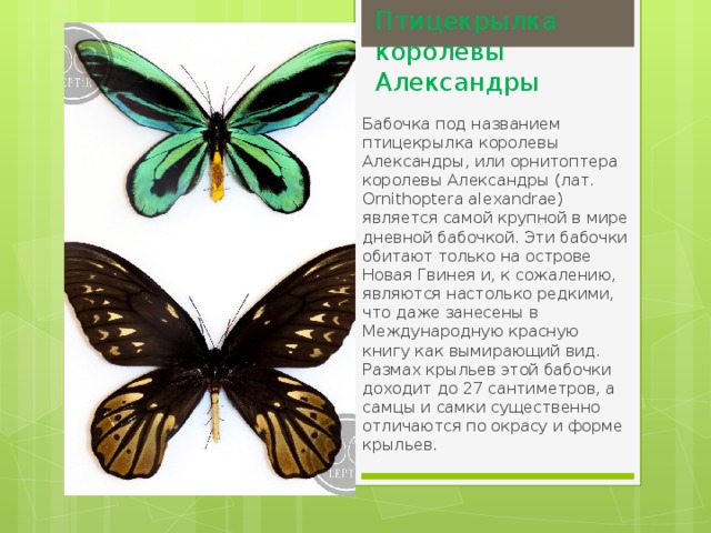 Птицекрылка королевы Александры    Бабочка под названием птицекрылка королевы Александры, или орнитоптера королевы Александры (лат. Ornithoptera alexandrae) является самой крупной в мире дневной бабочкой. Эти бабочки обитают только на острове Новая Гвинея и, к сожалению, являются настолько редкими, что даже занесены в Международную красную книгу как вымирающий вид. Размах крыльев этой бабочки доходит до 27 сантиметров, а самцы и самки существенно отличаются по окрасу и форме крыльев. 