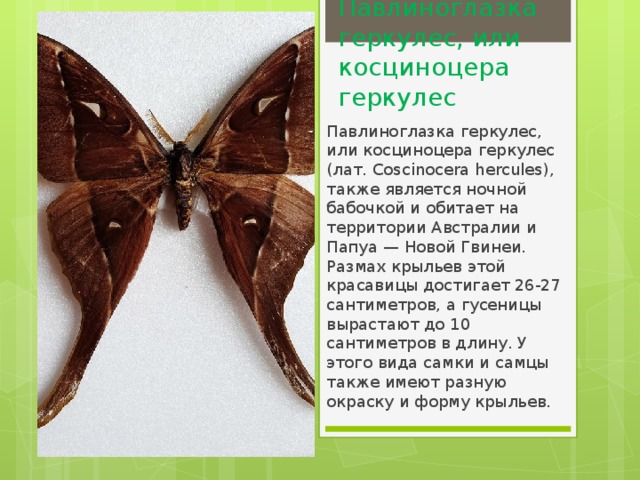 Павлиноглазка геркулес, или косциноцера геркулес Павлиноглазка геркулес, или косциноцера геркулес (лат. Coscinocera hercules), также является ночной бабочкой и обитает на территории Австралии и Папуа — Новой Гвинеи. Размах крыльев этой красавицы достигает 26-27 сантиметров, а гусеницы вырастают до 10 сантиметров в длину. У этого вида самки и самцы также имеют разную окраску и форму крыльев. 