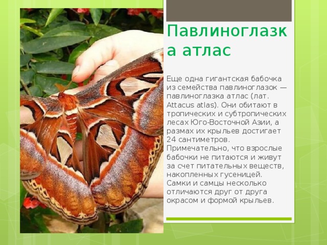 Павлиноглазка атлас Еще одна гигантская бабочка из семейства павлиноглазок — павлиноглазка атлас (лат. Attacus atlas). Они обитают в тропических и субтропических лесах Юго-Восточной Азии, а размах их крыльев достигает 24 сантиметров. Примечательно, что взрослые бабочки не питаются и живут за счет питательных веществ, накопленных гусеницей. Самки и самцы несколько отличаются друг от друга окрасом и формой крыльев. 