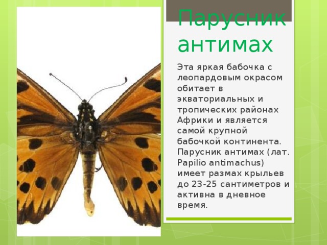 Парусник антимах Эта яркая бабочка с леопардовым окрасом обитает в экваториальных и тропических районах Африки и является самой крупной бабочкой континента. Парусник антимах (лат. Papilio antimachus) имеет размах крыльев до 23-25 сантиметров и активна в дневное время. 