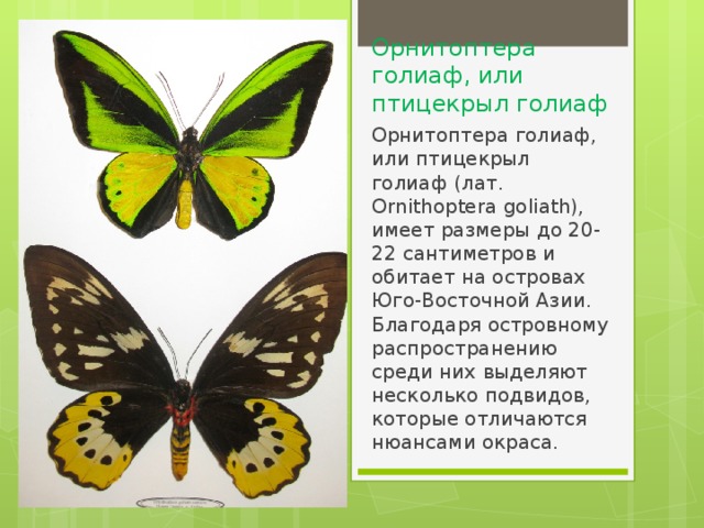 Орнитоптера голиаф, или птицекрыл голиаф Орнитоптера голиаф, или птицекрыл голиаф (лат. Ornithoptera goliath), имеет размеры до 20-22 сантиметров и обитает на островах Юго-Восточной Азии. Благодаря островному распространению среди них выделяют несколько подвидов, которые отличаются нюансами окраса. 