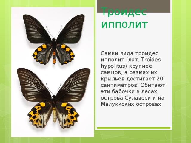 Троидес ипполит Самки вида троидес ипполит (лат. Troides hypolitus) крупнее самцов, а размах их крыльев достигает 20 сантиметров. Обитают эти бабочки в лесах острова Сулавеси и на Малуккских островах. 