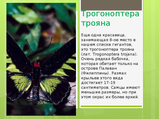 Трогоноптера трояна Еще одна красавица, занимающая 8-ое место в нашем списке гигантов, это трогоноптера трояна (лат. Trogonoptera trojana). Очень редкая бабочка, которая обитает только на острове Палаван (Филиппины). Размах крыльев этого вида достигает 17-19 сантиметров. Самцы имеют меньшие размеры, но при этом окрас их более яркий. 