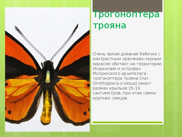 Трогоноптера трояна Очень яркая дневная бабочка с контрастным оранжево-черным окрасом обитает на территории Индонезии и островах Молуккского архипелага. трогоноптера трояна (лат. Ornithoptera croesus) имеет размах крыльев 16-19 сантиметров, при этом самки крупнее самцов. 