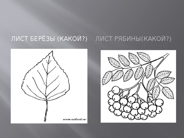 Лист берёзы (Какой?) Лист рябины(какой?) 