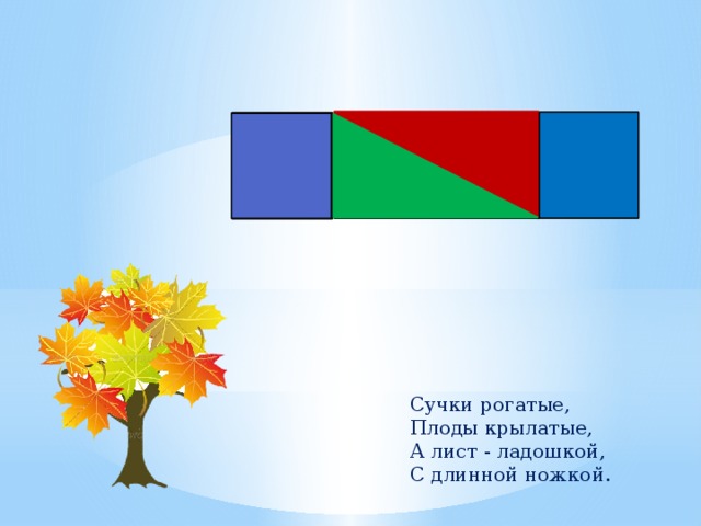 Сучки рогатые,  Плоды крылатые,  А лист - ладошкой,  С длинной ножкой. 