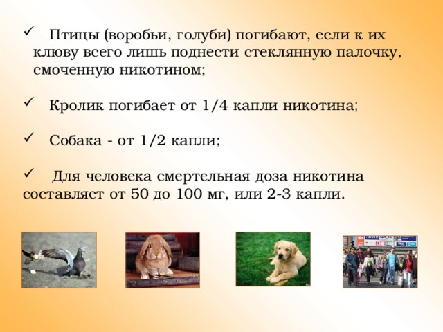  Птицы (воробьи, голуби) погибают, если к их клюву всего лишь поднести стеклянную палочку, смоченную никотином;  Кролик погибает от 1/4 капли никотина ;  Кролик погибает от 1/4 капли никотина ;  Кролик погибает от 1/4 капли никотина ;  Собака - от 1/2 капли;  Собака - от 1/2 капли;  Собака - от 1/2 капли;  Для человека смертельная доза никотина составляет от 50 до 100 мг, или 2-3 капли.  Для человека смертельная доза никотина составляет от 50 до 100 мг, или 2-3 капли.  Для человека смертельная доза никотина составляет от 50 до 100 мг, или 2-3 капли. 
