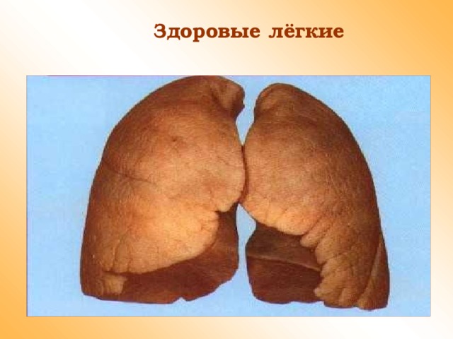 Здоровые лёгкие 