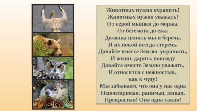 Животных нужно охранять! Животных нужно уважать! От серой мышки до моржа, От бегемота до ежа. Должны ценить мы и беречь, И их покой всегда стеречь. Давайте вместе Землю украшать, И жизнь дарить повсюду Давайте вместе Землю уважать, И относится с нежностью, как к чуду! Мы забываем, что она у нас одна Неповторимая, ранимая, живая, Прекрасная! Она одна такая! 
