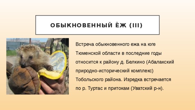 Обыкновенный ёж (III)  Встреча обыкновенного ежа на юге Тюменской области в последние годы относится к району д. Белкино (Абалакский природно-исторический комплекс) Тобольского района. Изредка встречается по р. Туртас и притокам (Уватский р-н). 