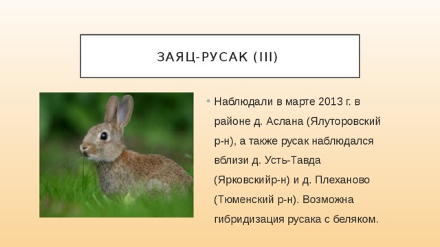 Заяц-русак (III) Наблюдали в марте 2013 г. в районе д. Аслана (Ялуторовский р-н), а также русак наблюдался вблизи д. Усть-Тавда (Ярковскийр-н) и д. Плеханово (Тюменский р-н). Возможна гибридизация русака с беляком. 