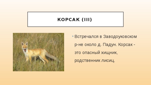 Корсак (III) Встречался в Заводоуковском р-не около д. Падун. Корсак - это опасный хищник, родственник лисиц. 