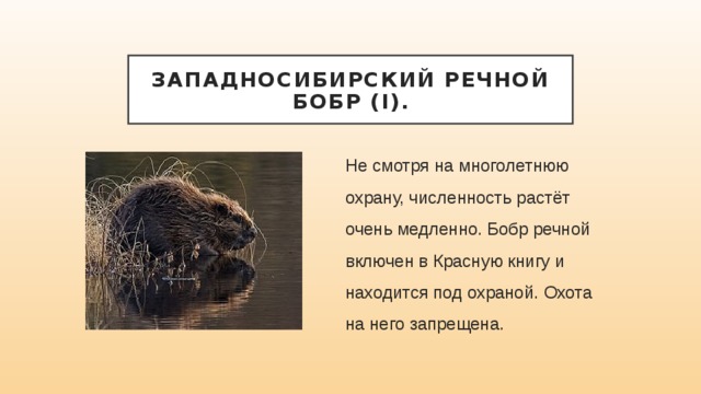 Западносибирский речной бобр (I). Не смотря на многолетнюю охрану, численность растёт очень медленно. Бобр речной включен в Красную книгу и находится под охраной. Охота на него запрещена. 