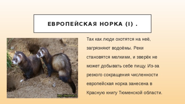 Европейская норка (I) . Так как люди охотятся на неё, загрязняют водоёмы. Реки становятся мелкими, и зверёк не может добывать себе пищу. Из-за резкого сокращения численности европейская норка занесена в Красную книгу Тюменской области. 