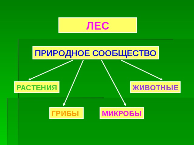 ЛЕС ПРИРОДНОЕ СООБЩЕСТВО РАСТЕНИЯ ЖИВОТНЫЕ ГРИБЫ МИКРОБЫ 