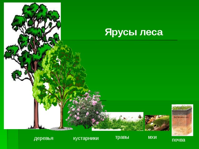 Ярусы леса травы мхи деревья кустарники почва 