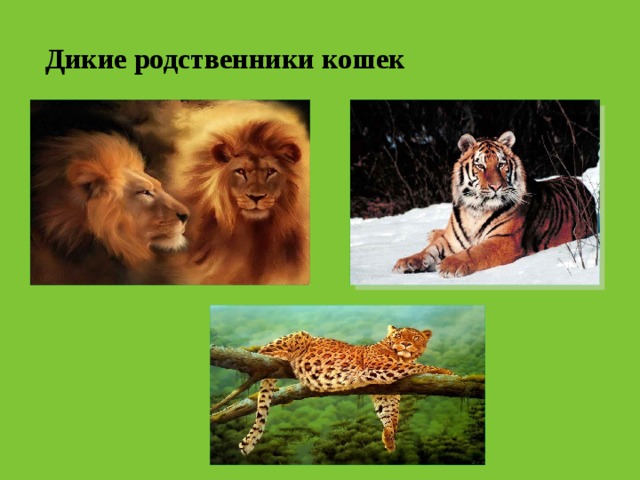 Дикие родственники кошек  