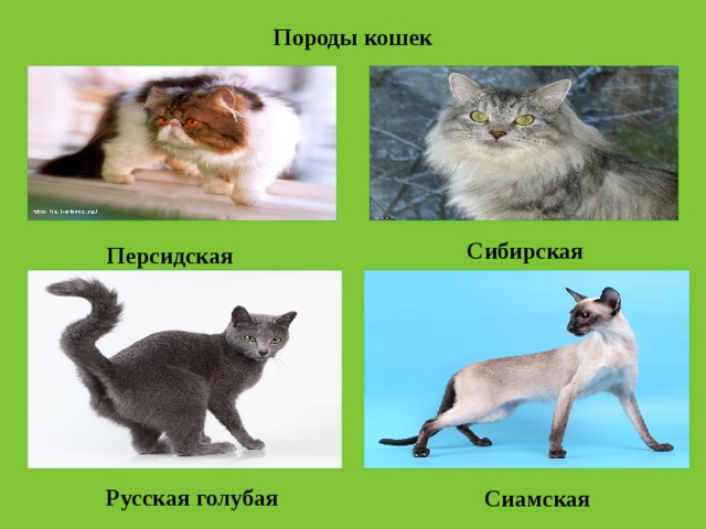 Породы кошек  Сибирская  Персидская Русская голубая  Сиамская 