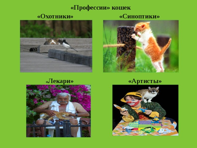 «Профессии» кошек  «Охотники»  «Синоптики»  « Лекари»  «Артисты» 