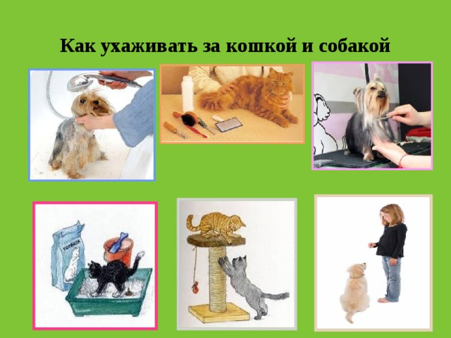 Как ухаживать за кошкой и собакой 