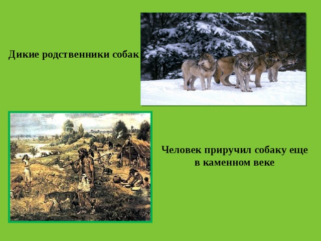 Дикие родственники собак Человек приручил собаку еще в каменном веке 