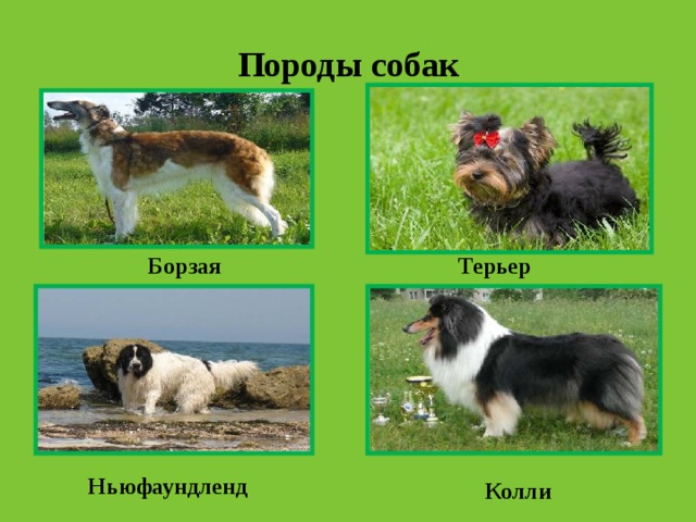Породы собак Терьер Борзая Ньюфаундленд Колли 