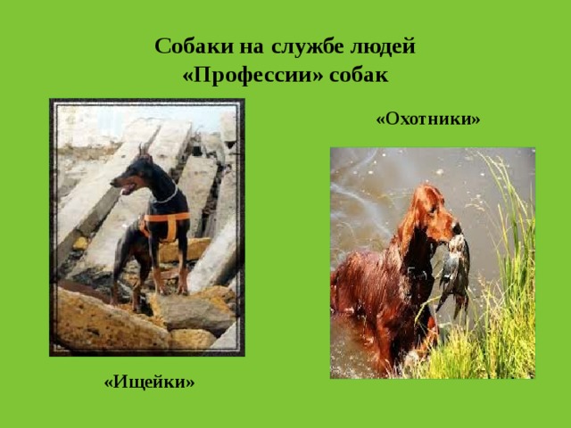 Собаки на службе людей  «Профессии» собак «Охотники» «Ищейки» 