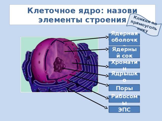Кликни по прямоугольнику Клеточное ядро: назови элементы строения ? Ядерная оболочка Ядерный сок ? ? Хроматин ? Ядрышко ? Поры ? Рибосомы ? ЭПС 