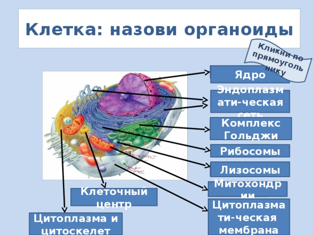Кликни по прямоугольнику Клетка: назови органоиды Ядро ? Эндоплазмати-ческая сеть ? Комплекс Гольджи ? Рибосомы ? Лизосомы ? Митохондрии ? ? Клеточный центр Цитоплазмати-ческая мембрана ? ? Цитоплазма и цитоскелет 