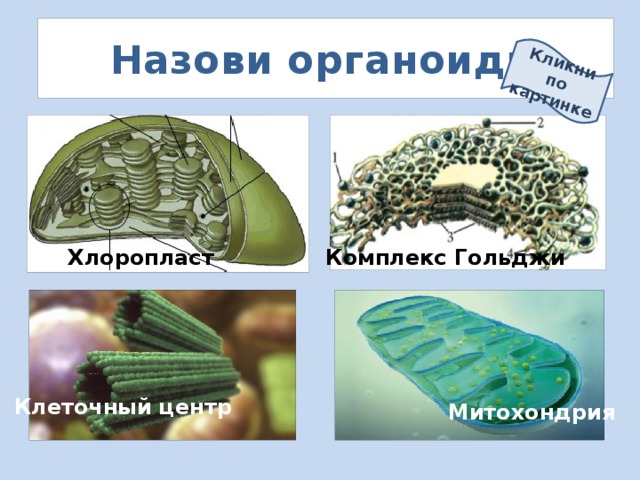 Кликни по картинке Назови органоиды Хлоропласт Комплекс Гольджи Клеточный центр Митохондрия 