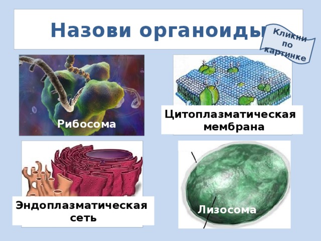Кликни по картинке Назови органоиды Цитоплазматическая  мембрана Рибосома Эндоплазматическая сеть Лизосома 