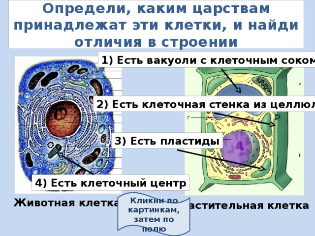 Определи, каким царствам принадлежат эти клетки, и найди отличия в строении 1) Есть вакуоли с клеточным соком 2) Есть клеточная стенка из целлюлозы 3) Есть пластиды 4) Есть клеточный центр Кликни по картинкам, затем по полю Животная клетка Растительная клетка 