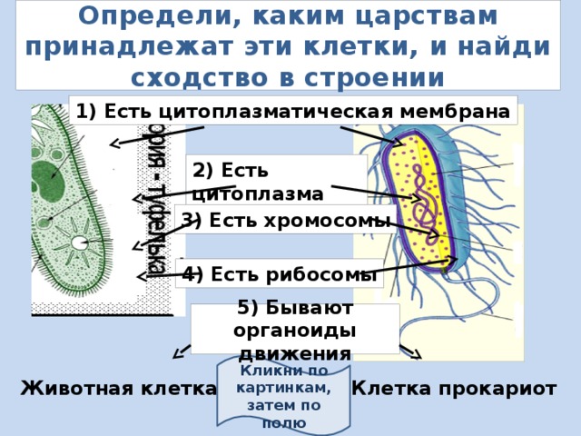 Определи, каким царствам принадлежат эти клетки, и найди сходство в строении 1) Есть цитоплазматическая мембрана 2) Есть цитоплазма 3) Есть хромосомы 4) Есть рибосомы 5) Бывают органоиды движения Кликни по картинкам, затем по полю Клетка прокариот Животная клетка 