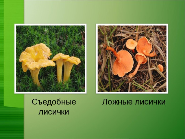 Съедобные лисички Ложные лисички