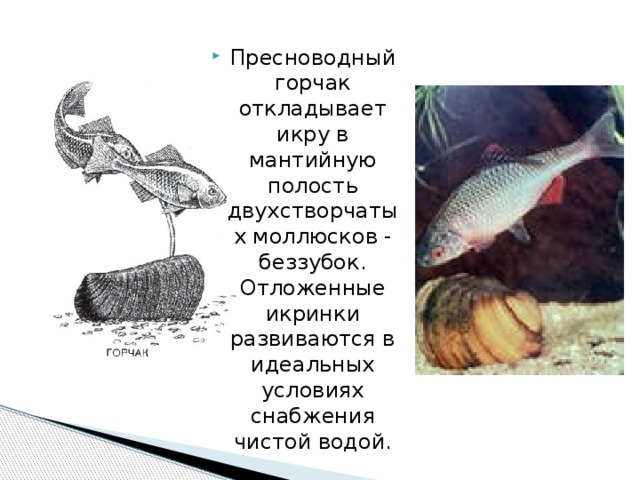 Пресноводный горчак откладывает икру в мантийную полость двухстворчатых моллюсков - беззубок. Отложенные икринки развиваются в идеальных условиях снабжения чистой водой. 