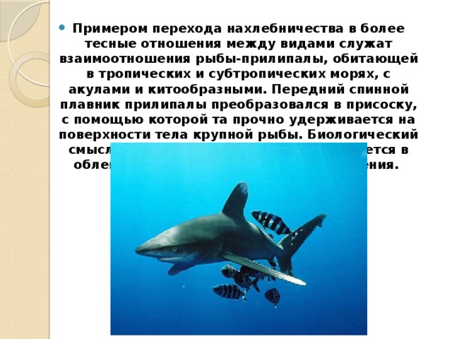 Примером перехода нахлебничества в более тесные отношения между видами служат взаимоотношения рыбы-прилипалы, обитающей в тропических и субтропических морях, с акулами и китообразными. Передний спинной плавник прилипалы преобразовался в присоску, с помощью которой та прочно удерживается на поверхности тела крупной рыбы. Биологический смысл прикрепления прилипал заключается в облегчении их передвижения и расселения. 