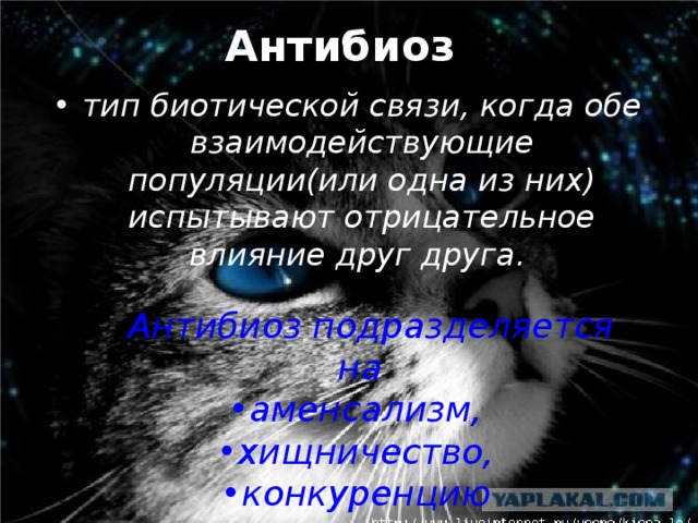 Антибиоз  тип биотической связи, когда обе взаимодействующие популяции(или одна из них) испытывают отрицательное влияние друг друга.    Антибиоз подразделяется на аменсализм, хищничество, конкуренцию паразитизм 