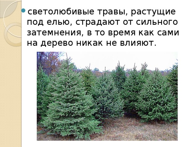 светолюбивые травы, растущие под елью, страдают от сильного затемнения, в то время как сами на дерево никак не влияют. 