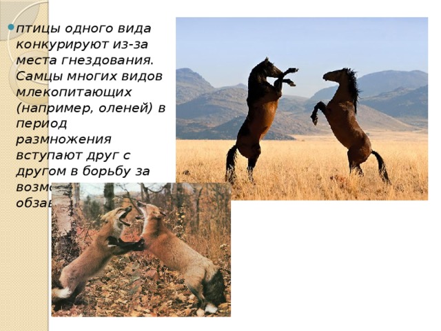 птицы одного вида конкурируют из-за места гнездования. Самцы многих видов млекопитающих (например, оленей) в период размножения вступают друг с другом в борьбу за возможность обзавестись семьей. 