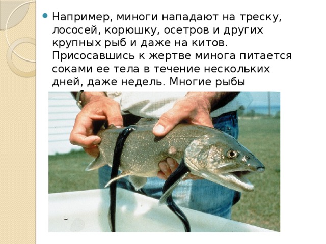 Например, миноги нападают на треску, лососей, корюшку, осетров и других крупных рыб и даже на китов. Присосавшись к жертве минога питается соками ее тела в течение нескольких дней, даже недель. Многие рыбы погибают от нанесенных ею многочисленных ран. 