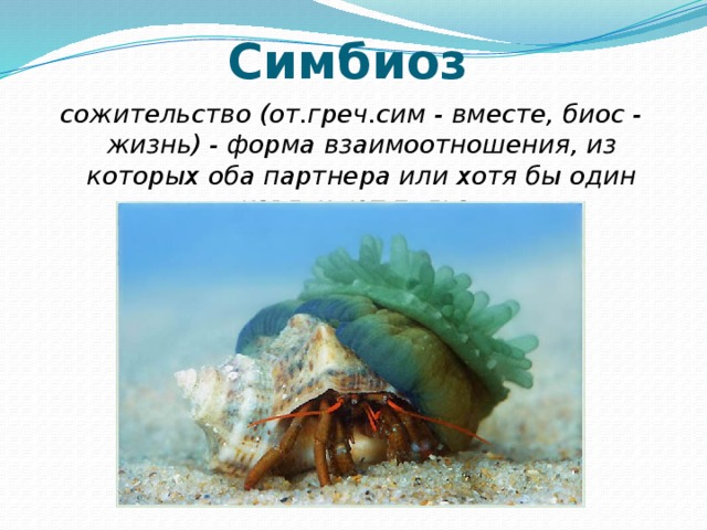   Симбиоз сожительство (от.греч.сим - вместе, биос - жизнь) - форма взаимоотношения, из которых оба партнера или хотя бы один извлекают пользу 
