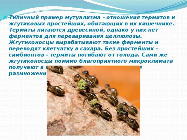 Типичный пример мутуализма - отношения термитов и жгутиковых простейших, обитающих в их кишечнике. Термиты питаются древесиной, однако у них нет ферментов для переваривания целлюлозы. Жгутиконосцы вырабатывают такие ферменты и переводят клетчатку в сахара. Без простейших - симбионтов - термиты погибают от голода. Сами же жгутиконосцы помимо благоприятного микроклимата получают в кишечнике пищу и условия для размножения. 