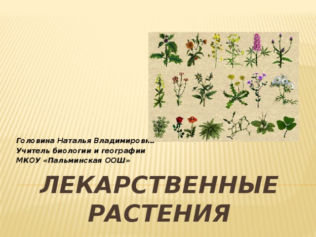 Головина Наталья Владимировна Учитель биологии и географии МКОУ «Пальминская ООШ» Лекарственные растения 