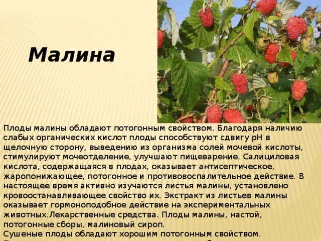 Малина Плоды малины обладают потогонным свойством. Благодаря наличию слабых органических кислот плоды способствуют сдвигу рН в щелочную сторону, выведению из организма солей мочевой кислоты, стимулируют мочеотделение, улучшают пищеварение. Салициловая кислота, содержащаяся в плодах, оказывает антисептическое, жаропонижающее, потогонное и противовоспалительное действие. В настоящее время активно изучаются листья малины, установлено кровоостанавливающее свойство их. Экстракт из листьев малины оказывает гормоноподобное действие на экспериментальных животных.Лекарственные средства. Плоды малины, настой, потогонные сборы, малиновый сироп. Сушеные плоды обладают хорошим потогонным свойством. Применяются в виде настоя при простудных заболеваниях, гриппе, ангине и пр.; в виде сиропа для улучшения вкуса лекарств, входят в различные потогонные сборы. 