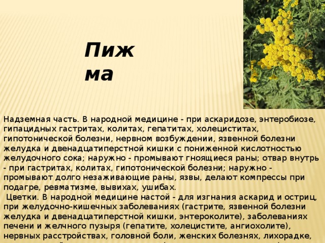Пижма Надземная часть. В народной медицине - при аскаридозе, энтеробиозе, гипацидных гастритах, колитах, гепатитах, холециститах, гипотонической болезни, нервном возбуждении, язвенной болезни желудка и двенадцатиперстной кишки с пониженной кислотностью желудочного сока; наружно - промывают гноящиеся раны; отвар внутрь - при гастритах, колитах, гипотонической болезни; наружно - промывают долго незаживающие раны, язвы, делают компрессы при подагре, ревматизме, вывихах, ушибах.  Цветки. В народной медицине настой - для изгнания аскарид и остриц, при желудочно-кишечных заболеваниях (гастрите, язвенной болезни желудка и двенадцатиперстной кишки, энтероколите), заболеваниях печени и желчного пузыря (гепатите, холецистите, ангиохолите), нервных расстройствах, головной боли, женских болезнях, лихорадке, артериальной гипотензии; наружно (в виде ванн и компрессов) - при ревматизме, подагре; для промывания гнойных ран. Порошок (с медом или сахарным сиропом) - при аскаридозе, энтеробиозе. 