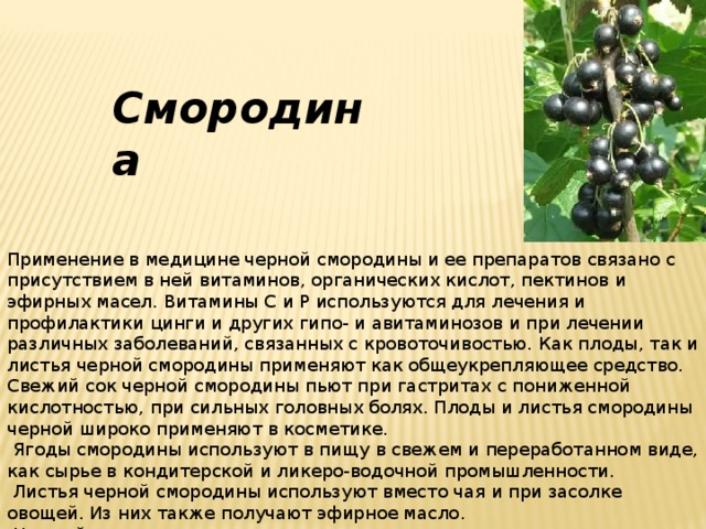 Смородина Применение в медицине черной смородины и ее препаратов связано с присутствием в ней витаминов, органических кислот, пектинов и эфирных масел. Витамины С и Р используются для лечения и профилактики цинги и других гипо- и авитаминозов и при лечении различных заболеваний, связанных с кровоточивостью. Как плоды, так и листья черной смородины применяют как общеукрепляющее средство. Свежий сок черной смородины пьют при гастритах с пониженной кислотностью, при сильных головных болях. Плоды и листья смородины черной широко применяют в косметике.  Ягоды смородины используют в пищу в свежем и переработанном виде, как сырье в кондитерской и ликеро-водочной промышленности.  Листья черной смородины используют вместо чая и при засолке овощей. Из них также получают эфирное масло.  Ценный медонос. 