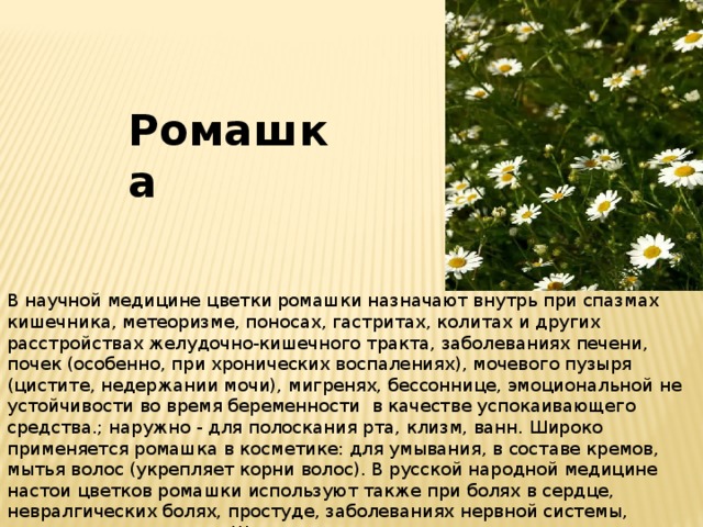 Ромашка В научной медицине цветки ромашки назначают внутрь при спазмах кишечника, метеоризме, поносах, гастритах, колитах и других расстройствах желудочно-кишечного тракта, заболеваниях печени, почек (особенно, при хронических воспалениях), мочевого пузыря (цистите, недержании мочи), мигренях, бессоннице, эмоциональной не устойчивости во время беременности в качестве успокаивающего средства.; наружно - для полоскания рта, клизм, ванн. Широко применяется ромашка в косметике: для умывания, в составе кремов, мытья волос (укрепляет корни волос). В русской народной медицине настои цветков ромашки используют также при болях в сердце, невралгических болях, простуде, заболеваниях нервной системы, судорожном синдроме. Широко используется ромашка в урологии (хроническом простатите, уретрите) и в гинекологии (нарушения цикла, мастит, хронические аднекситы, опухоли матки). 